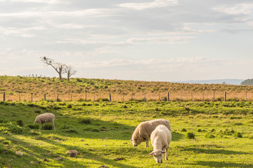 Sheep grazing in morning sun