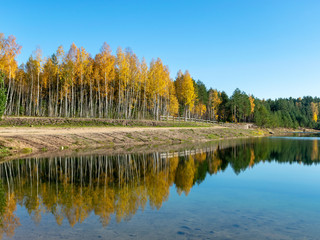 autumn forest with reflections in calm water