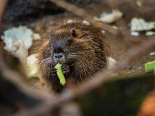 Biber castoridae beim fressen