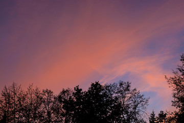 sunset sky with pink purple orange and blue colors and trees silhouettes 