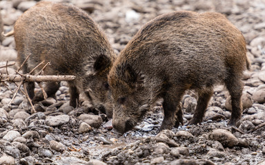 zwei Wildscheine im Schlamm am fressen suchen 