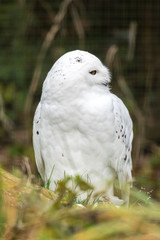 Schneeeule bubo scandiacus im grass