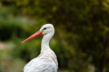 Portrait von einem weiss storch (ciconiidae)