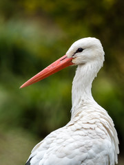 Portrait von einem weiss storch (ciconiidae)