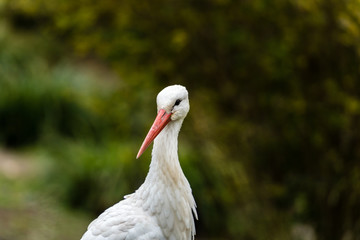 Portrait von einem weiss storch (ciconiidae)