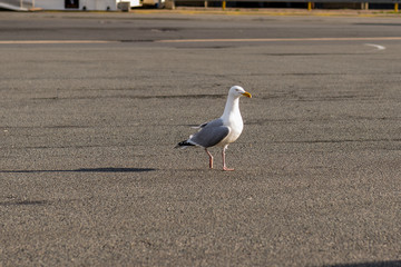 Seemöve auf der Strasse 