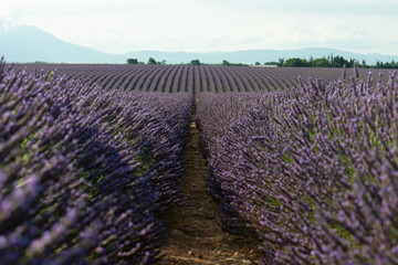 Lavendel