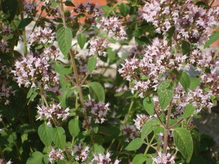 Flowers and plants Oríganum vulgare surrounded by bees.