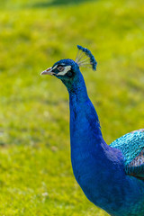 Fototapeta premium Blauer Pfau Pavo cristatus