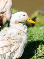 Weisse Stockente anas platyrhynchos im grass , nahaufname portrait