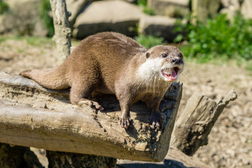 Fischotter (lutra lutra) beim Fressen und kauen mit scharfen zähnen.