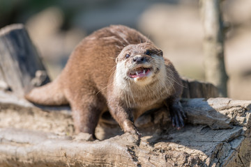 Fischotter (lutra lutra) beim Fressen und kauen mit scharfen zähnen.