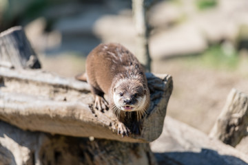 Fischotter (lutra lutra) beim Fressen und kauen mit scharfen zähnen.