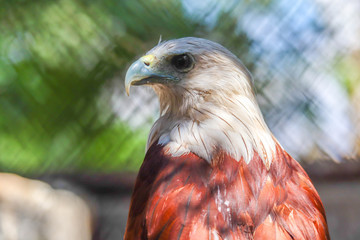 Brahminy Kite