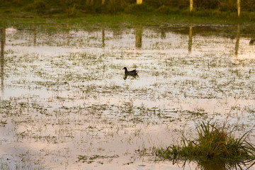 The Mirror of the pond at the end of the afternoon