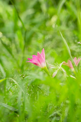 Pink rain lily. Rainy flower and green leaf of grass.