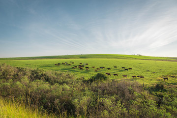 Fototapeta na wymiar The pasture field and cattle herd 09