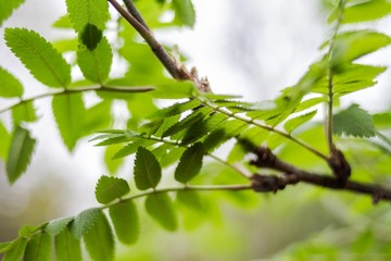 green branch of a tree nature