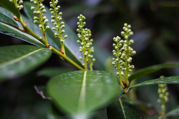 green flower in garden