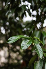 green leaves of tree