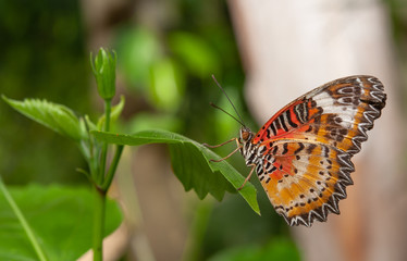 farfalla, tropicale, lepidottero, insetto, volare