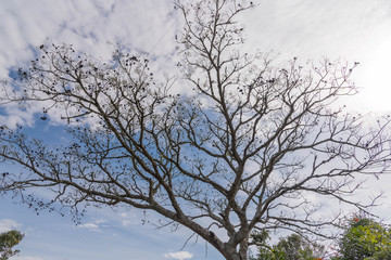Fototapeta na wymiar The silhouette of tropical tree under blue sky 01