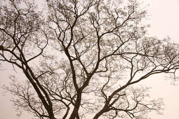 Fototapeta na wymiar The silhouette of the tree in fog morning
