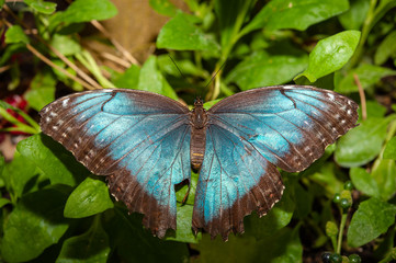 Obraz premium farfalla, tropicale, lepidottero, insetto, volare