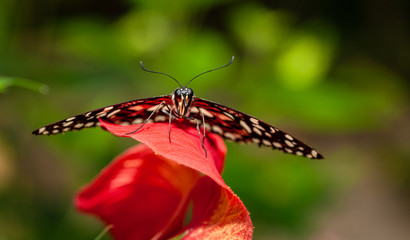 Farfalla, tropicale, lepidottero, 