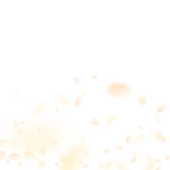 Yellow orange flower petals falling down. Fresh ro