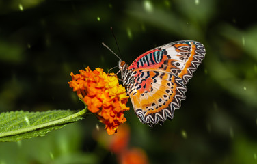 Farfalla, tropicale, lepidottero, 