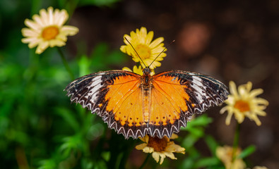 Farfalla, tropicale, lepidottero, 