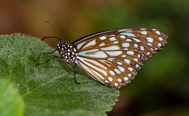 Farfalla, tropicale, lepidottero, 
