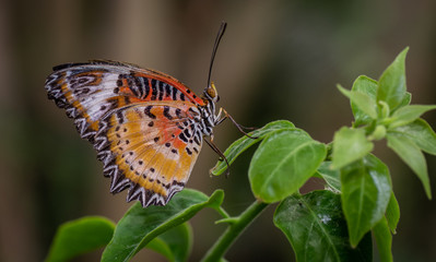 Farfalla, tropicale, lepidottero, 