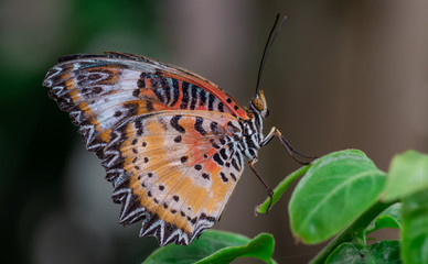Farfalla, tropicale, lepidottero, 