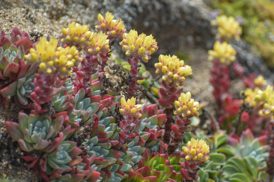Yellow flowers blooming from Dudleya Farinosa "bluff lettuce" succulent.