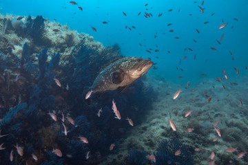 Fototapeta na wymiar Dusky grouper (Epinephelus marginatus)