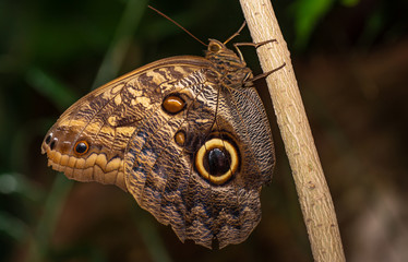 Fototapeta premium Farfalla, tropicale, lepidottero, 