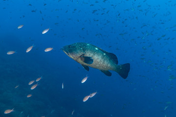 Dusky grouper (Epinephelus marginatus)