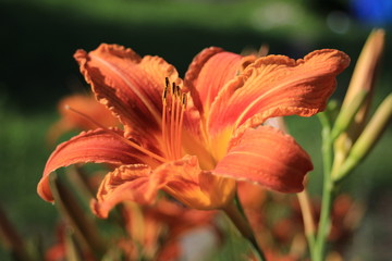 a beautiful lilie © Diana Kozii