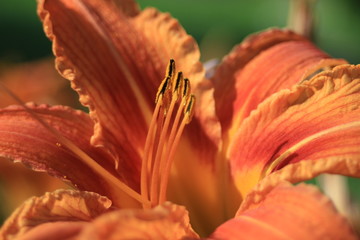 a beautiful lilie © Diana Kozii