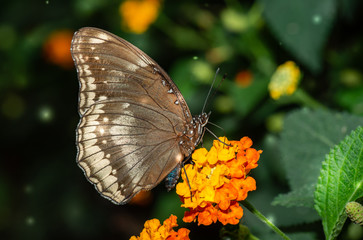 Farfalla, tropicale, lepidottero, 