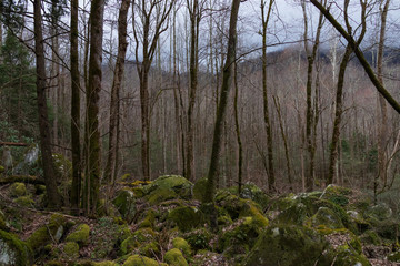 Moss covered rocks in the forest, Great Smoky Mountains National Park