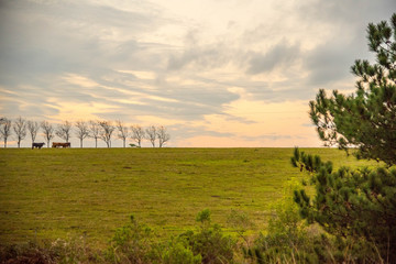 Fototapeta premium The yellow ipê trees and the landscape at dusk time 07