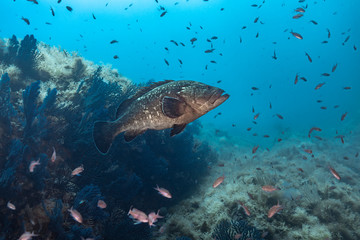 Obraz na płótnie Canvas Dusky grouper (Epinephelus marginatus)