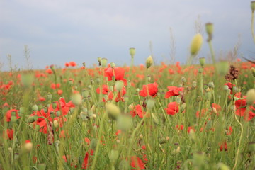the beautiful poppies