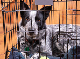 Beautiful black and white dog resting in a closed crate, looking confident and relaxed