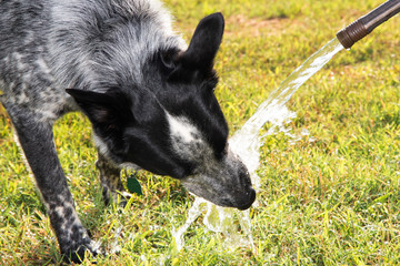 Black and white spotted dog drinking out of a water hose