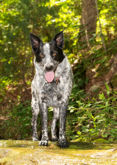 Naklejka na ściany i meble Beautiful Blue Heeler dog standing on a wet rock, with forest background, looking at the viewer