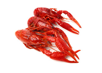 crayfish on a white background
